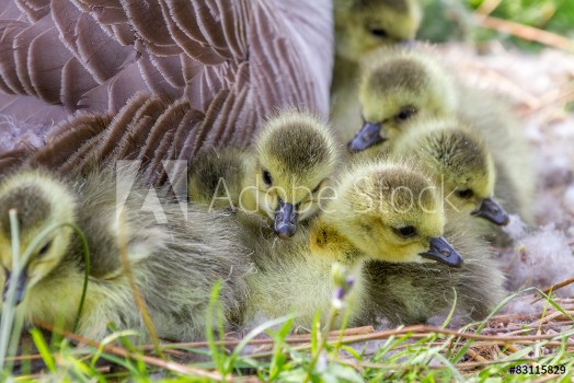 Picture of Newly hatched gosling chicks still in the nest